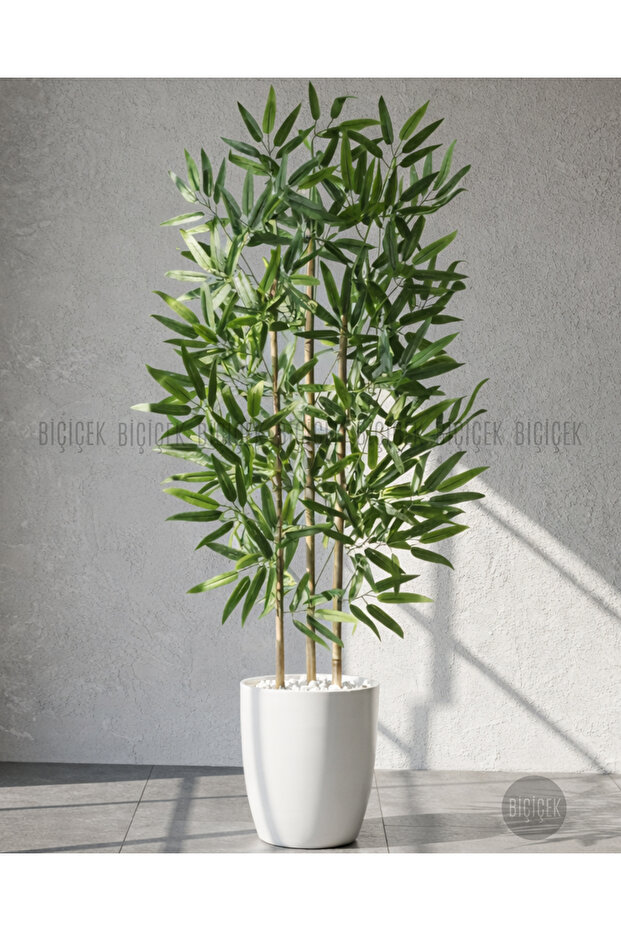 110 cm Bambu Ağacı Yakut Saksıda - 4