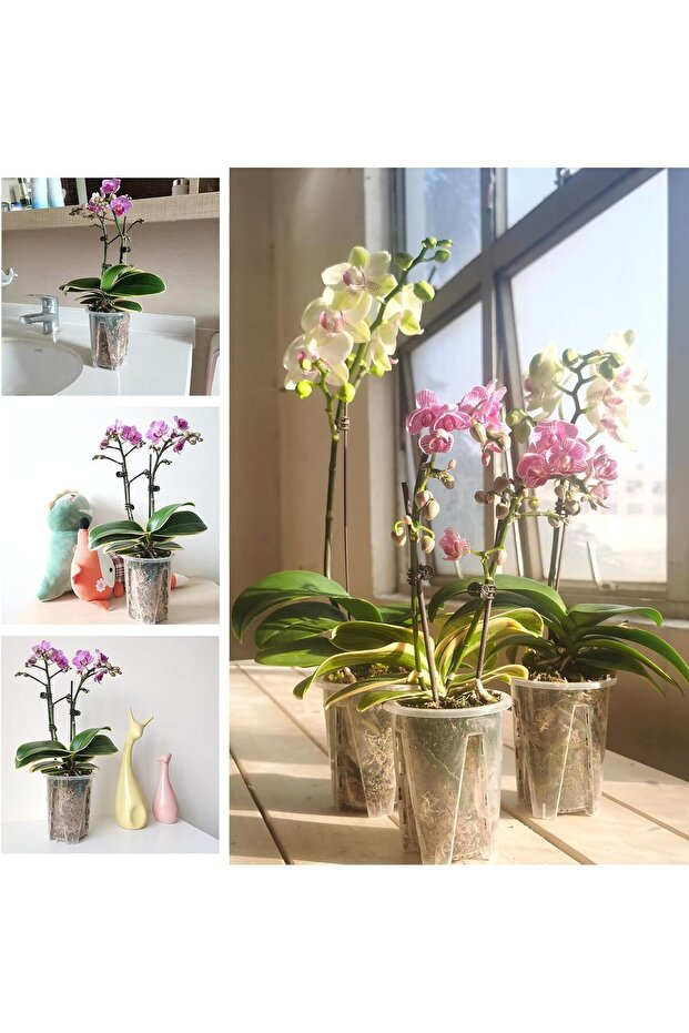 مجموعة أواني زهور الأوركيد البوليفية - 5