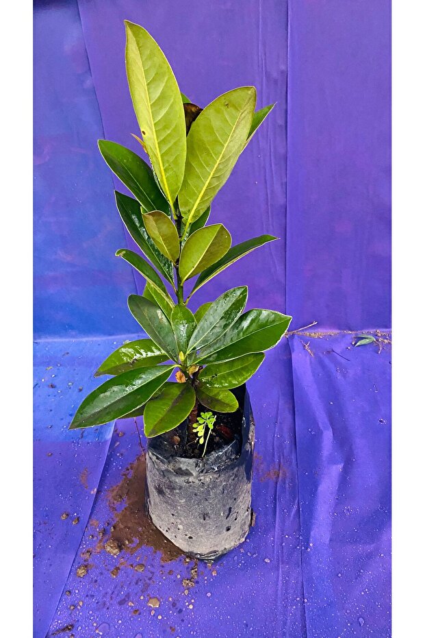 MANOLYA ÇİÇEĞİ - 3