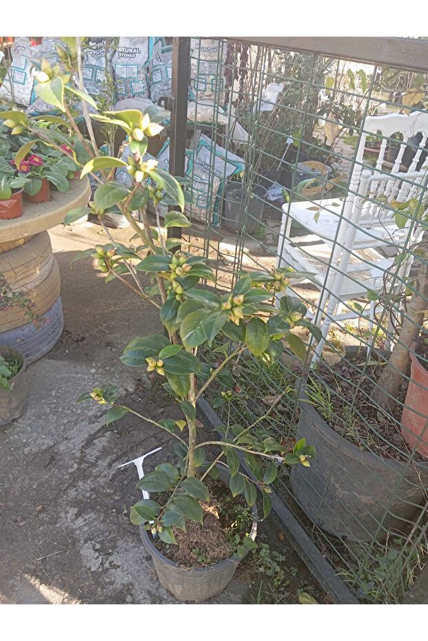 KAMELYA ÇİÇEĞİ - 1