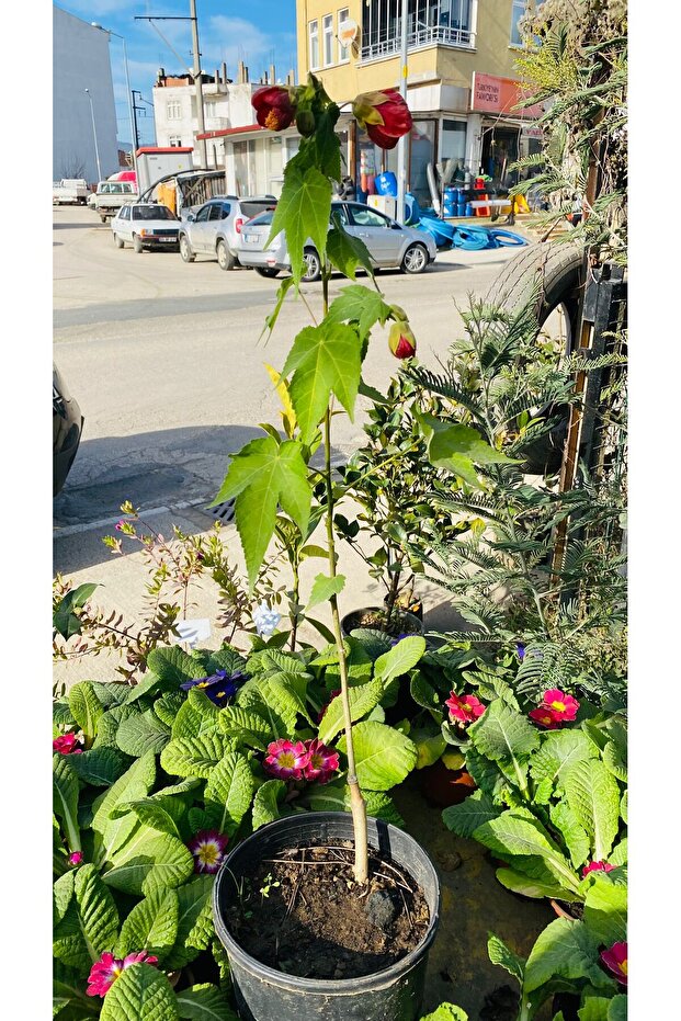 AĞAÇ KÜPESİ ÇİÇEĞİ - 1