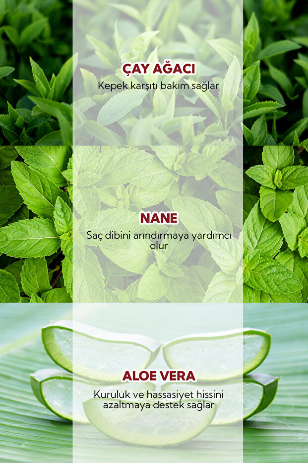 Tea Tree Mint Şampuan 100 ml - 3