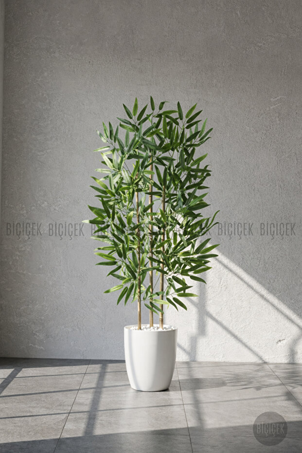 110 cm Bambu Ağacı Yakut Saksıda - 5