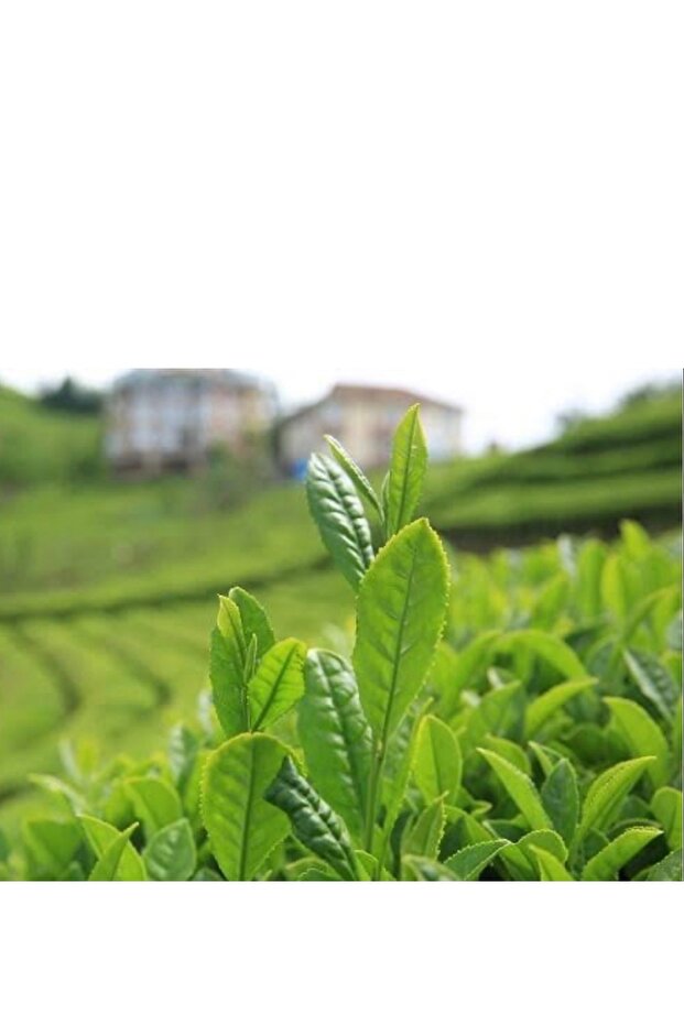 Halleyçay 1 kg Export çay - 2