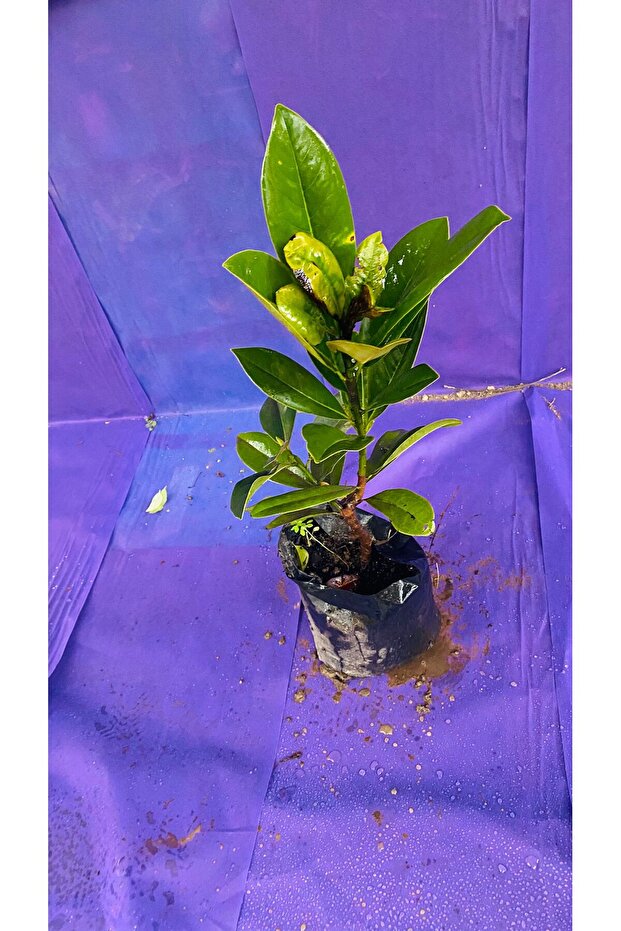 MANOLYA ÇİÇEĞİ - 4