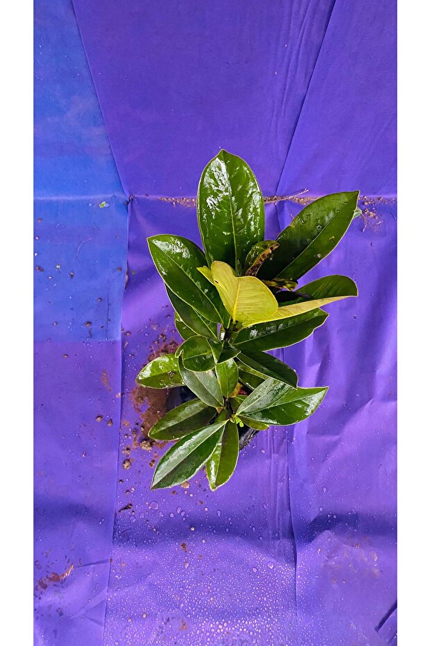 MANOLYA ÇİÇEĞİ - 2