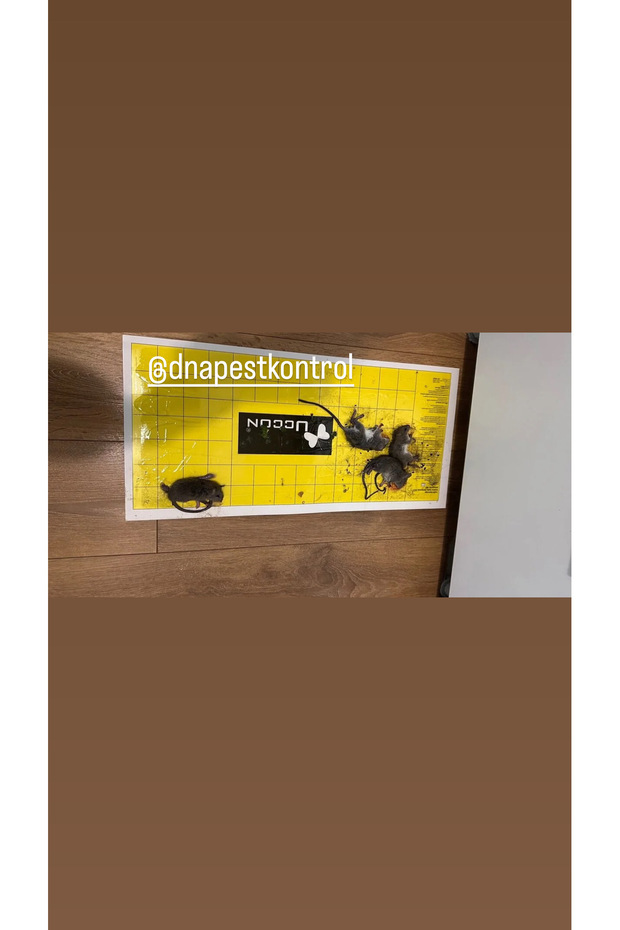 Fare Yapışkan Seti - 2