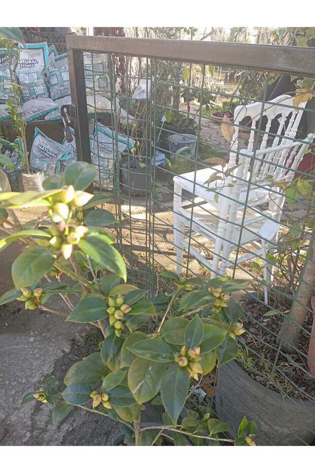 KAMELYA ÇİÇEĞİ - 2