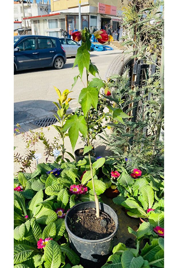 AĞAÇ KÜPESİ ÇİÇEĞİ - 5