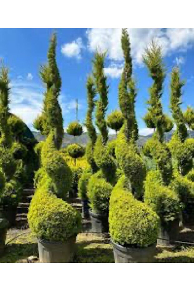 İRAL LİMON SERVİ - 1