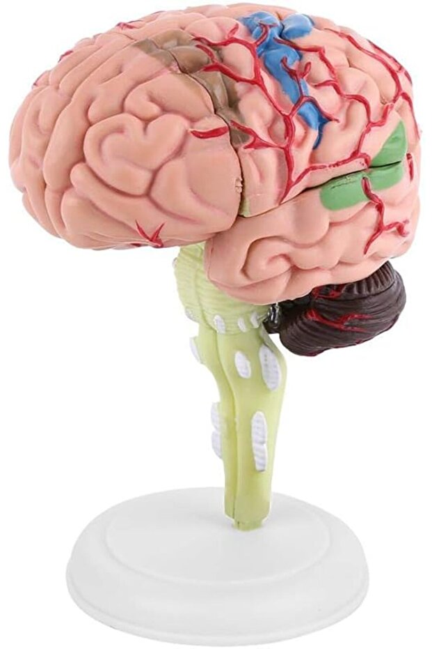 نموذج الدماغ البشري - 1