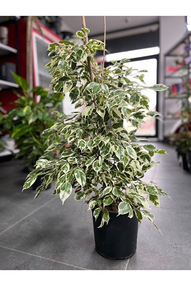 Alacalı Benjamin - 2