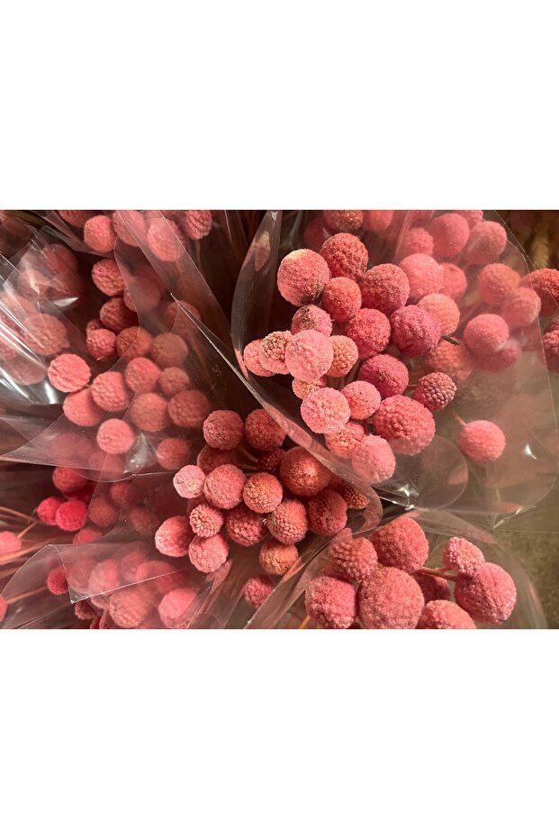 Pudra Craspedia 10 dal - 1