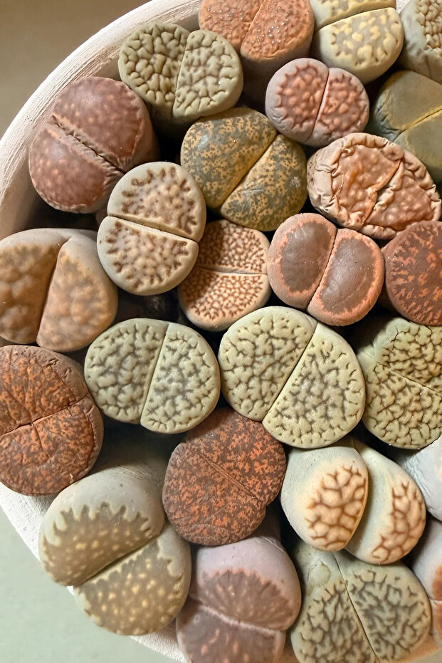 Lithops Ssp - 2