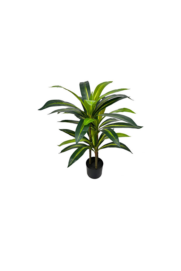 Dracaena fragrans 90cm