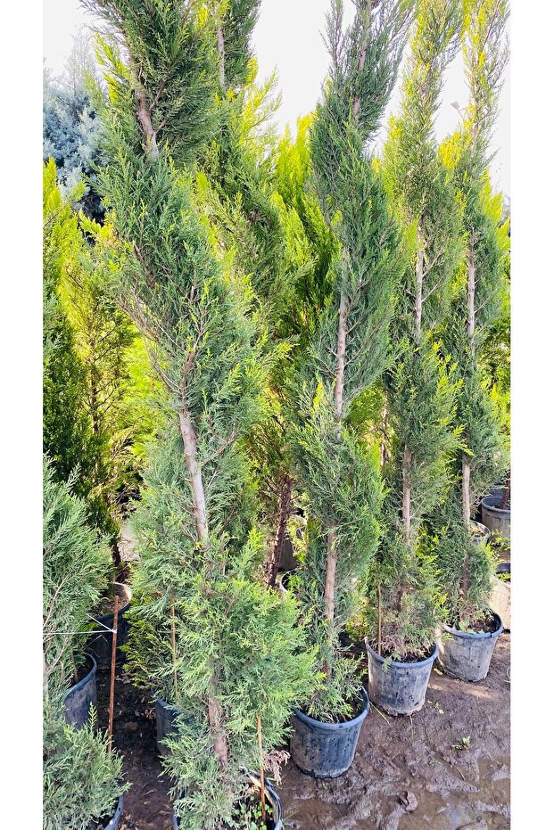 İRAL LİMON SERVİ - 4