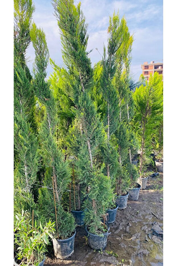 İRAL LİMON SERVİ - 5