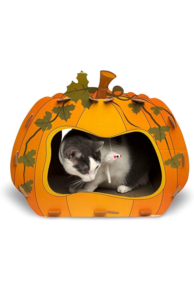 كهف خدش القطط على شكل يقطينة - 1