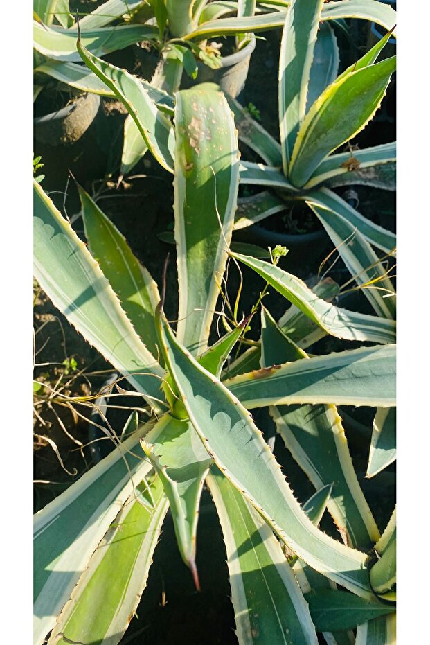 ALACALI AGAVE BİTKİSİ - 2