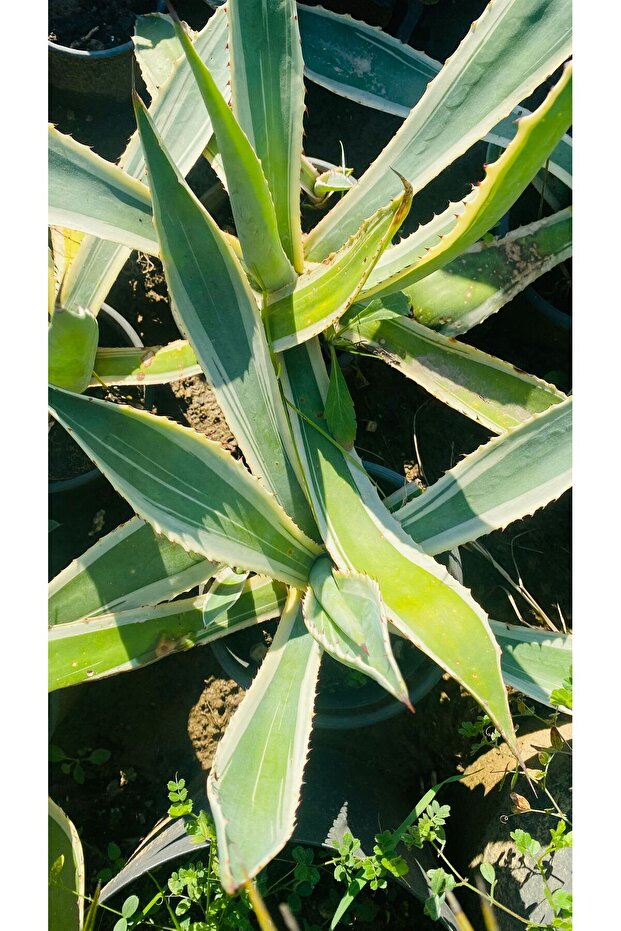 ALACALI AGAVE BİTKİSİ - 6