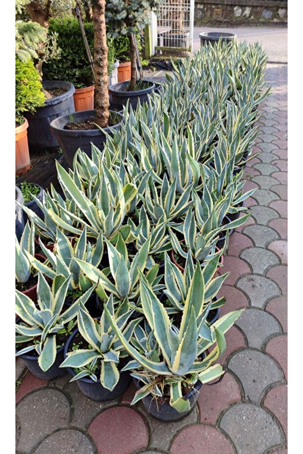 ALACALI AGAVE BİTKİSİ - 1