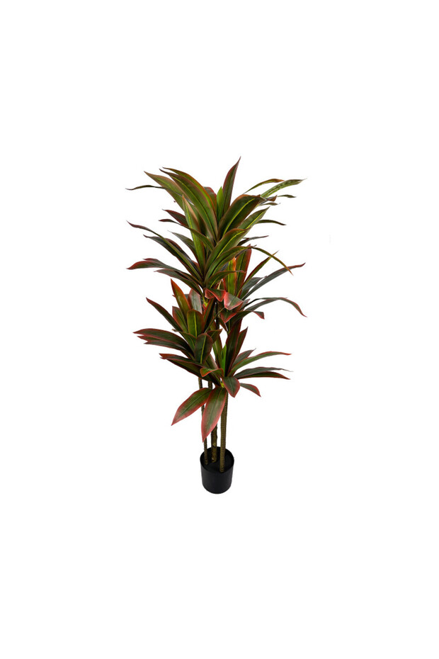 Dracaena fragrans 155cm
