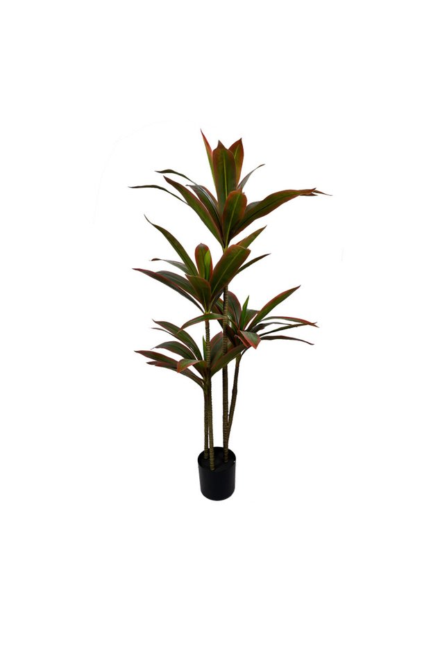 Dracaena fragrans 130cm