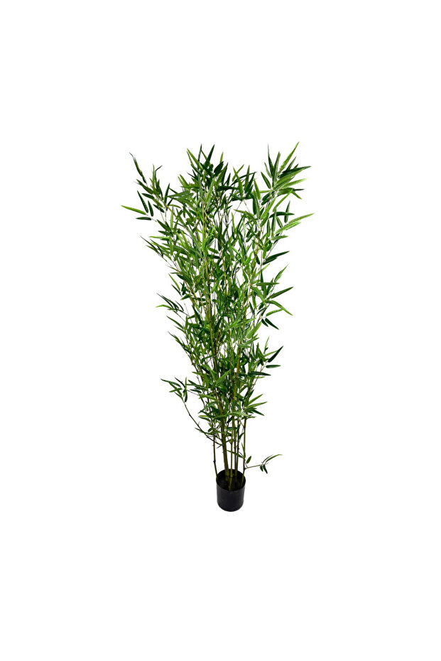 Bambus 180cm