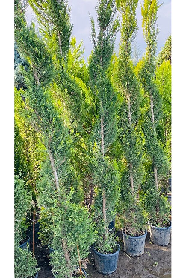 İRAL LİMON SERVİ - 2