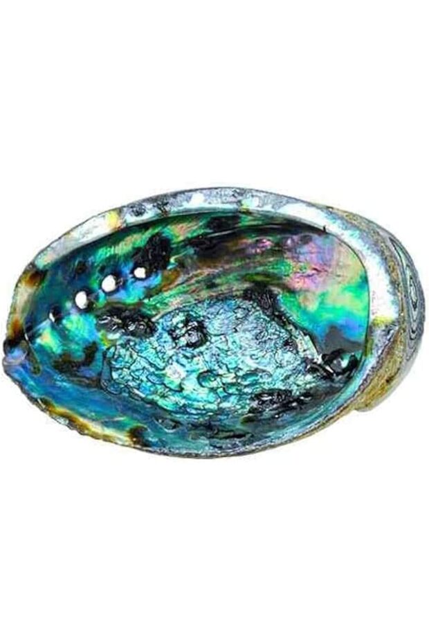 Natural Abalone Shell 5-6 Inches