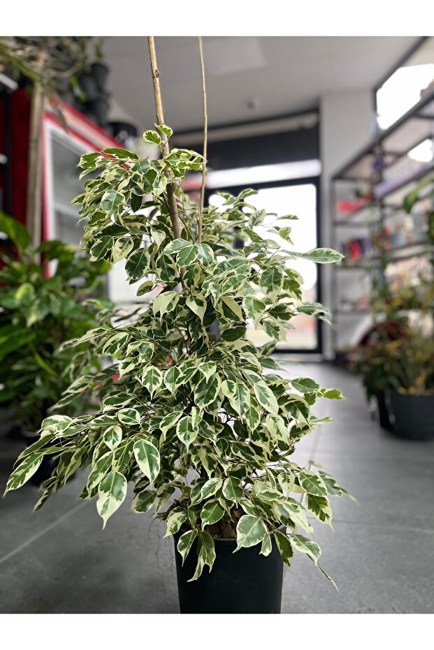 Alacalı Benjamin - 1