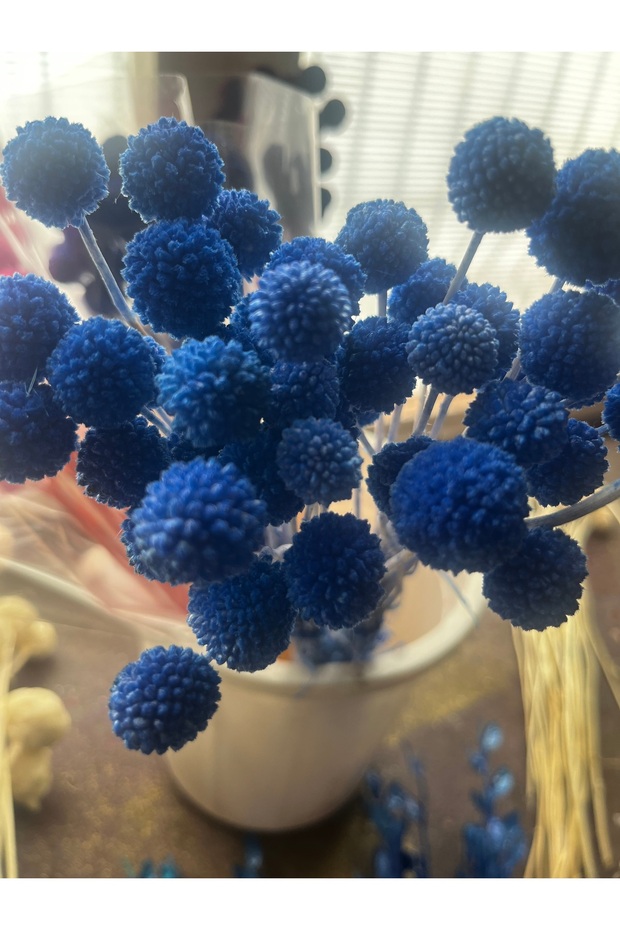 Lacivert Craspedia - 1