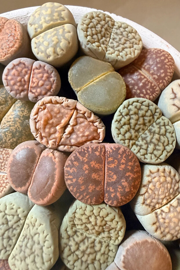 Lithops Ssp - 3