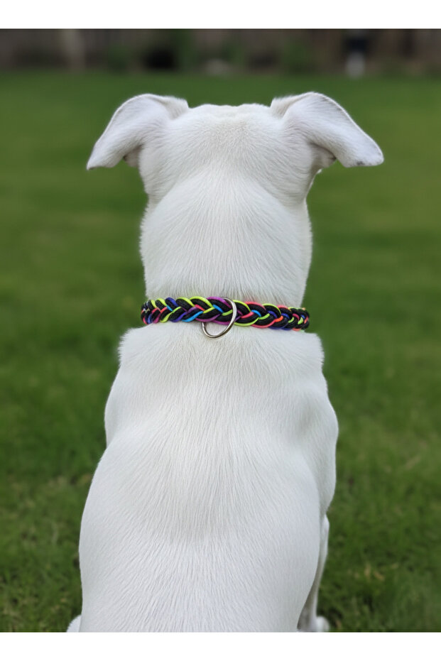 Dog Collar Adjustable Small, Medium and Large Breeds Scottish Rope & Leather