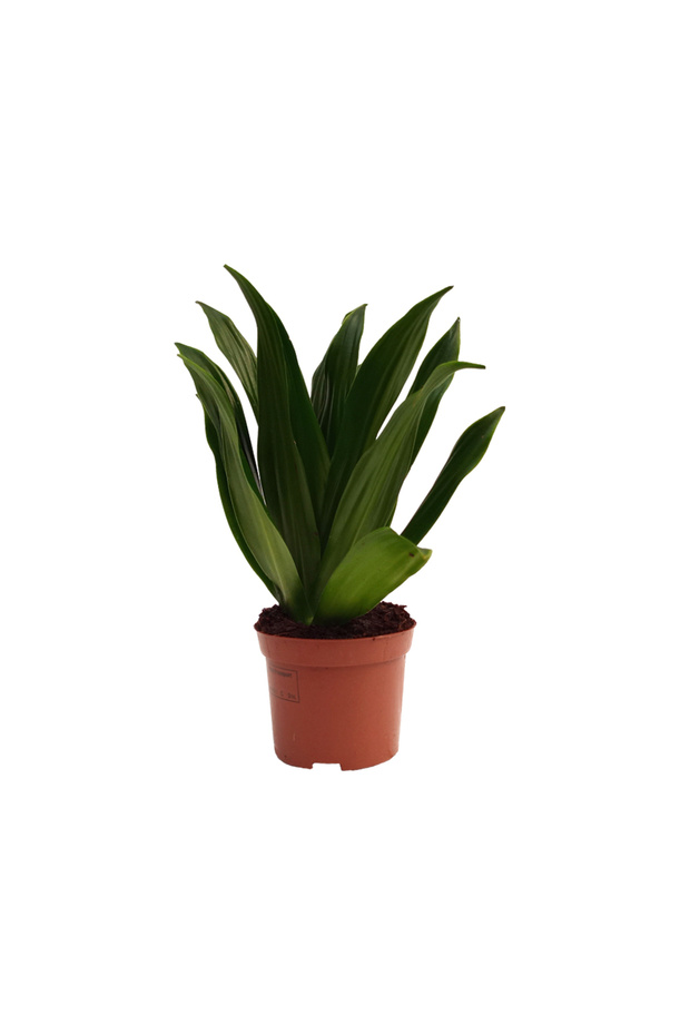 Dracaena Compacta - 1