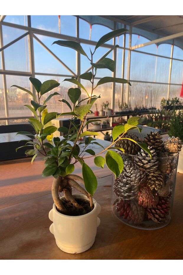 BONZAİ BİTKİSİ - 3