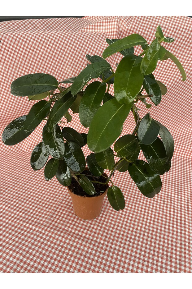 MADAGASKAR YASEMİNİ - 1