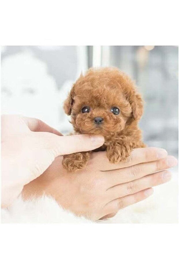 كلب نيكو الآلي - 4