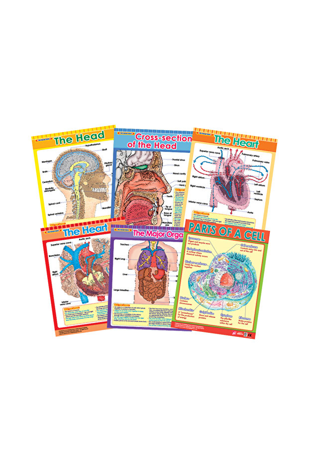 Exploring the Human Body (6 Wall Charts) - Educational Wall Chart Pack in English