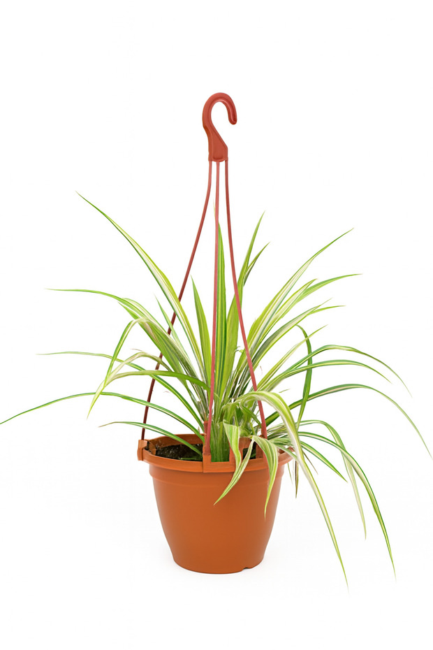 Chlorophytum Spider Plant 25-30 CM