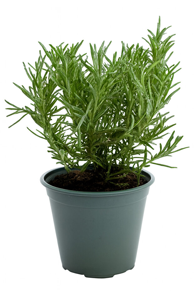 نبتة إكليل الجبل الطازجة | عشبة عطرية للطهي | عشبة حية مزروعة في أصيص للمطبخ والحديقة والديكور المنزلي - 1