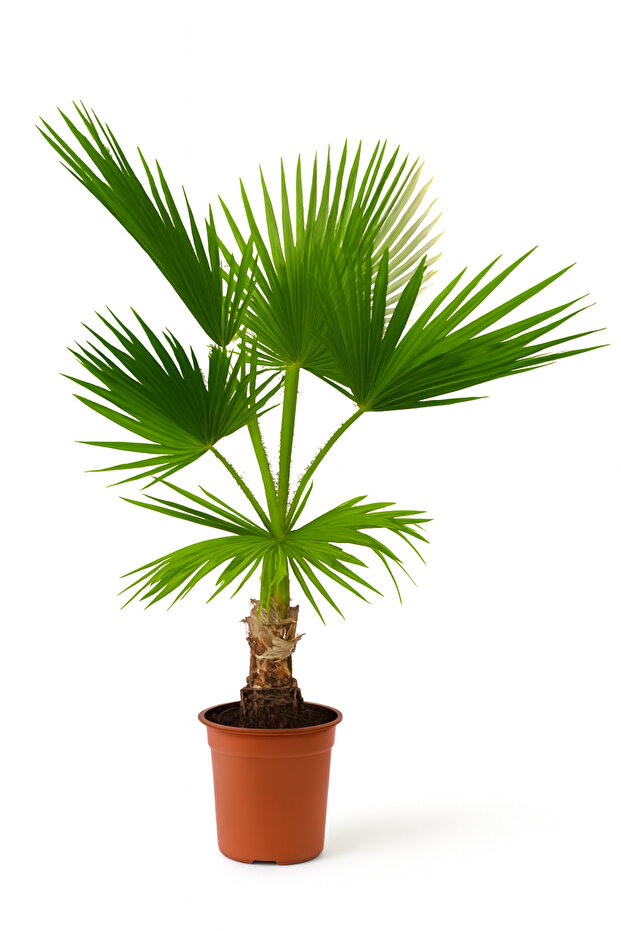 واشنطنيا روبوستا - 1