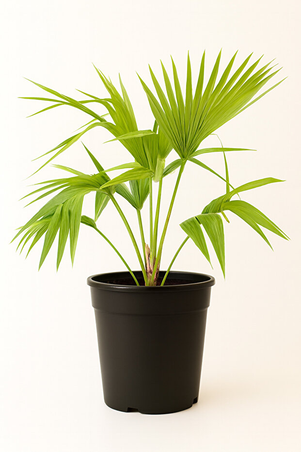 Livistona palm 45CM