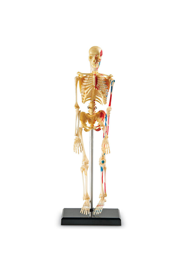 Human body model - Skeleton - 2