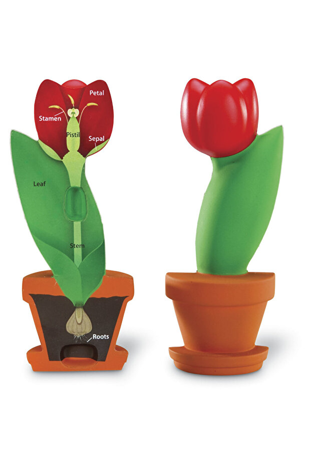 Model de sectiune a florii - 1