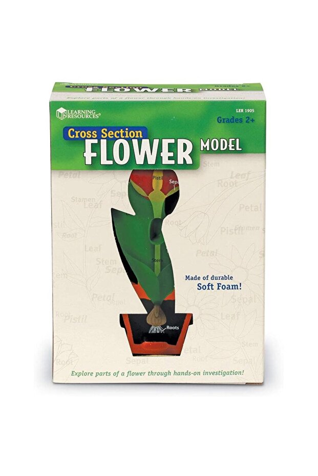 Model de sectiune a florii - 4