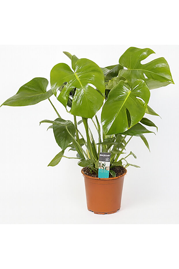 Monstera Deliciosa 45-60 CM