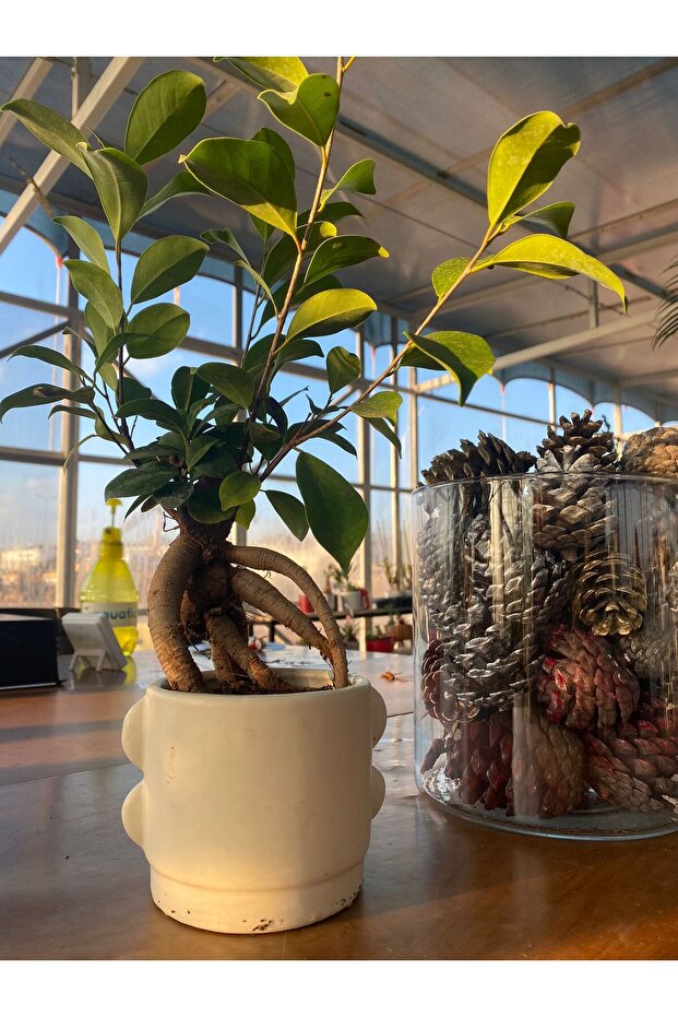 BONZAİ BİTKİSİ - 2