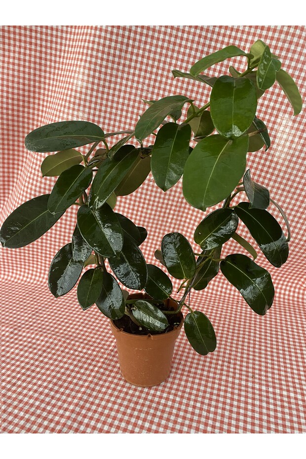 MADAGASKAR YASEMİNİ - 3