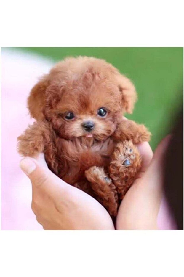 كلب نيكو الآلي - 3